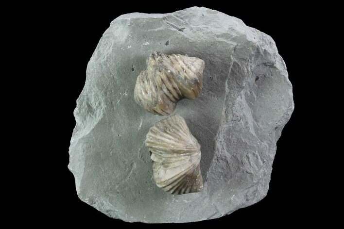 Pair Of Fossil Brachiopods (Platystrophia) - Indiana #95956